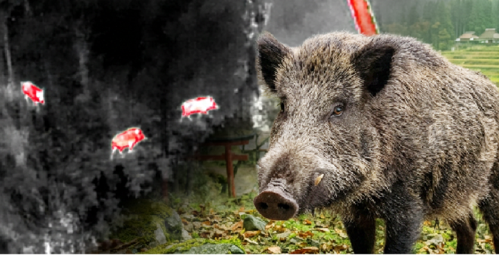 鳥獣害調査, サーマル, イノシシ